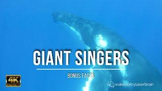  10 Hours of Humpback Whale Singing Sounds | Underwater | Relaxing | Deep Sleep | Bonus Facts