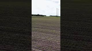 FarmDroid FD20 maize field perfect pattern!