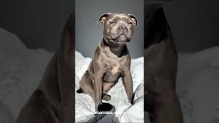 Meet the Staffordshire Bull Terrier popularly known as the Staffy #staffy #staffordshirebullterrier