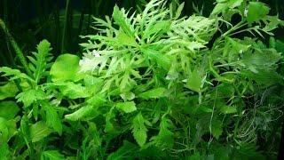 Синема изменчивая или Гигрофилла разнолистная ( Hygrophila difformis)