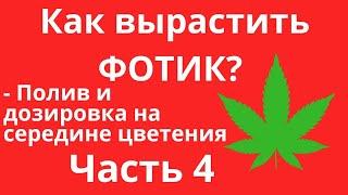 КАК ВЫРАСТИТЬ ФОТИК? ЧАСТЬ 4 | ПОЛИВ И ДОЗИРОВКА НА СЕРЕДИНЕ ЦВЕТЕНИЯ