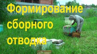 Сборный отводок. Пасека Сергея Буторина. 1 июня. 15 выпуск