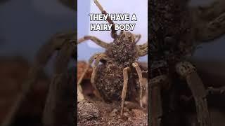 The Garden Wolf Spider #firstaid #spider #spiderbite