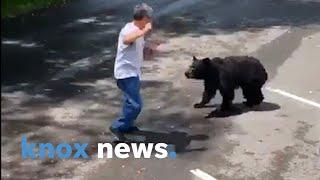 Mama bear charges Cades Cove visitor who repeatedly approaches her and her cubs