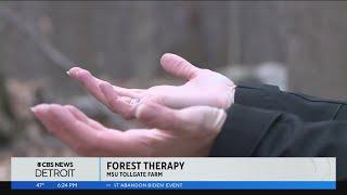 Science of Weather: Forest Therapy at MSU's Tollgate Farm in Novi