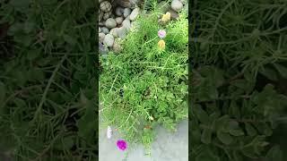 #portulaca #balcony #garden #balconyplant #gardening #terrace gardening #balconyflowers #natureplant