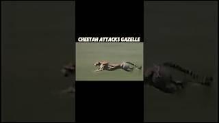 cheetah vs Gazelle #trending #cheetah #gazelle #animals #youtubeshorts #viralvideo #boy #shorts