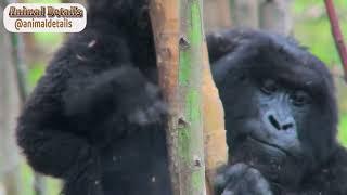 Gorilla - One Of The Most Endangered Animals In The Wild