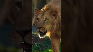 MP boosts wildlife efforts inspired by Anant Ambani #Vantara #anantdadadt #anantambanidt