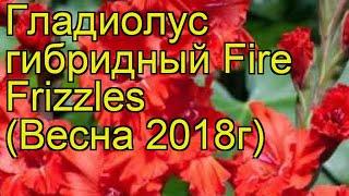 Гладиолус гибридный (Fire Frizzles). Краткий обзор, описание характеристик, где купить луковицы