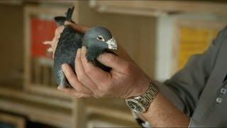 Pigeon racing - Ronnie's Animal Crackers: Episode 4 Preview - BBC