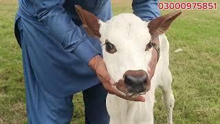 Cholastani frezin cros cow for sale in punjab pakistan on youtube 12 November 2024