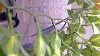 DIY 300GPH Overflow Box - Simple to make! Under $7.50