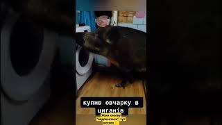 купил овчарку у цыган #shorts #tiktok #мемы #приколы #ржака #смешные #прикол #заработок