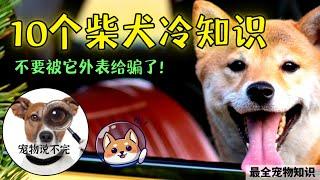 宠物小知识2022 | 可爱柴犬 10个有趣的冷知识 可爱萌萌却很凶？#柴犬 #萌宠柴犬 #宠物知识 【宠物说不完】