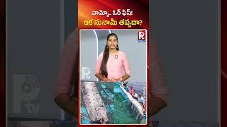 ఆమ్మో ఓర్ ఫిష్ .. ఇక సునామి తప్పదా.. | Oarfish Coming Out of Ocean | Signal a Tsunami.? | Pallavi Tv