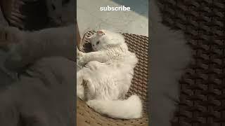 Cute Cat  playing