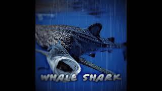 whale shark vs axolotl #whaleshark #axolotl