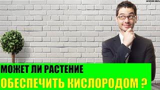 Может ли одно растение обеспечить человека кислородом?