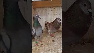 Red Storm  #shorts #pigeons