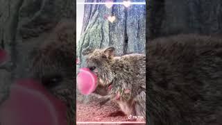 Kwokity Lock: The Quokka Rock - AI Music #original #cuteanimals