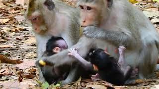 The poorest newborn baby Monkeys /TopTop monkeys KH