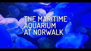 Tour of The Maritime Aquarium at Norwalk