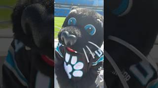 NFL Mascot Sirpurr The Panthers Was The Cat So Adorable