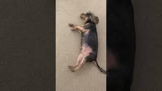 Rescue Dog’s Journey: Smilo’s Life After Adoption: Happy Puppy