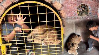 Shayan Ko Lion k Cage Main Bnd kr Dia ||Challenge||