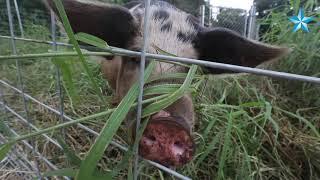 This piggy finds a home at Aloha Animal Sanctuary