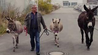 next 125 Making Of Esel - Donkeys