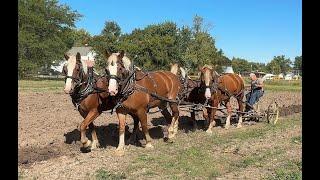 Horses and Mules at the Eldon Old Iron Show 2024