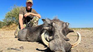 Warthog fever.  Hunting big warthogs with Kristoffer Clausen. Episode 8/10