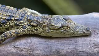 Meet Cute Moments of Crocodiles 