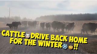 CATTLEdrive home for️WINTER!!