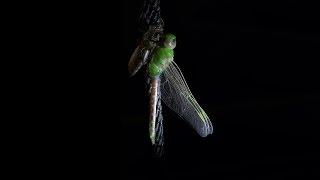 Emergence of a Green Darner Dragonfly