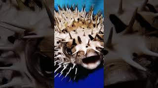 The most dangerous fishes in the world #Facts With Anu #Fish #Water #animals#nature