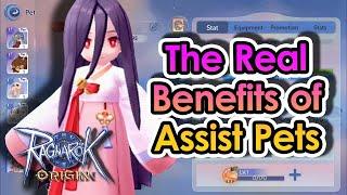 [ROO] Understanding Pet Assist in Ragnarok Origin: A Comprehensive Guide | KingSpade