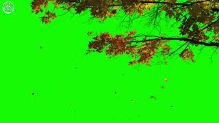 Tree leaves Fall Green Screen Video..