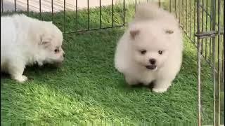 Toy pom white puppies for sale in India all India  Delivery available 9555944924