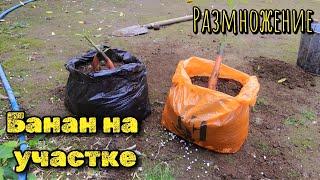 Как происходит размножение банана!? Самое красивое растение для своего участка