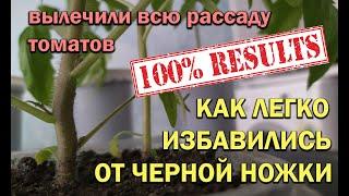 БОЛЕЗНЬ ЧЕРНАЯ НОЖКА НА РАССАДЕ ТОМАТОВ! ИЗБАВЛЯЕМСЯ ОТ ЧЕРНОЙ НОЖКИ И ДРУГИХ ГРИБКОВЫХ ЗАБОЛЕВАНИЙ!