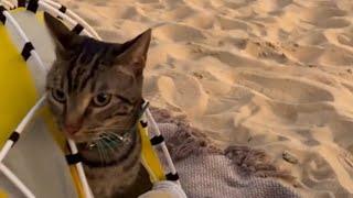 MY CATS FIRST BEACH ADVENTURE 