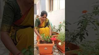 Minivlog#77||‍️How to grow Hibiscus plant in pot||March20 #familyvlog#home#gardening#vlog#minivlog