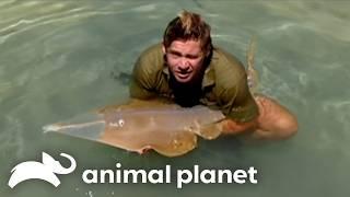 Steve Basks in the Sea | The Crocodile Hunter | Animal Planet