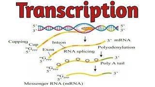 Transcription - Protein Synthesis | Pravin Bhosale
