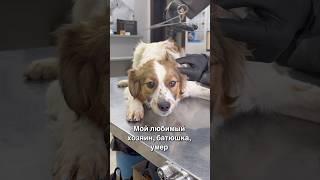 Мой любимый хозяин , батюшка , умеp 