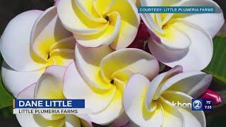 Little Plumeria Farms: An oasis of beautiful flowers