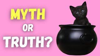 Black Cat Myths and Superstitions (From Around The World)